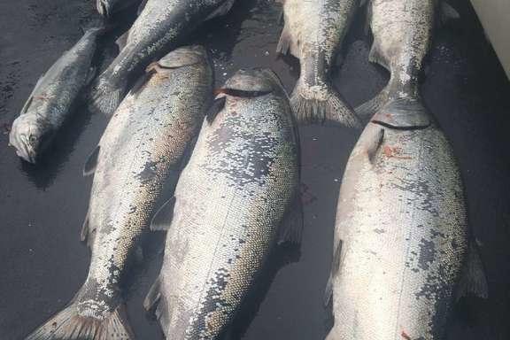 a close up of a fish