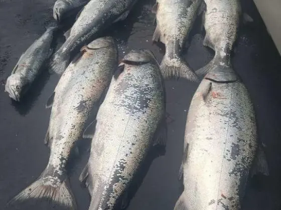 a close up of a fish