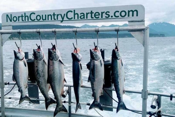 a group of fish in the water