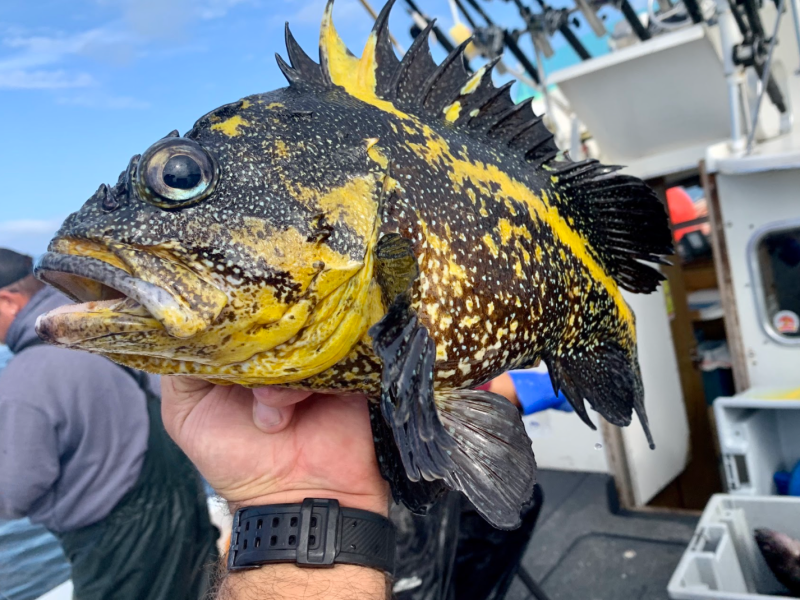 a man holding an animal